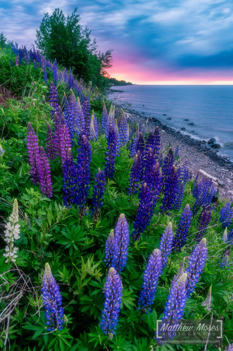 Lupines at Sunrise